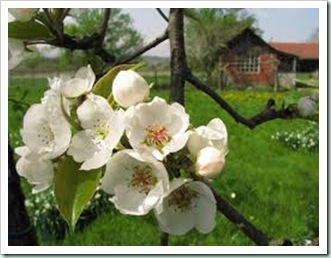 pearblossom