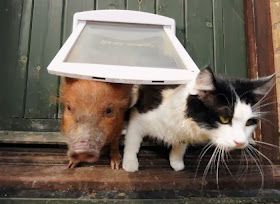 Funny animals of the week - 31 January 2014 (40 pics), kitten and pig on dog door
