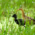 Watercock Female with Chick