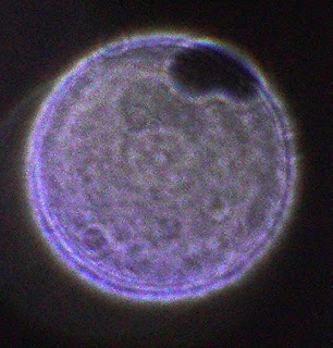 purple orb with hole