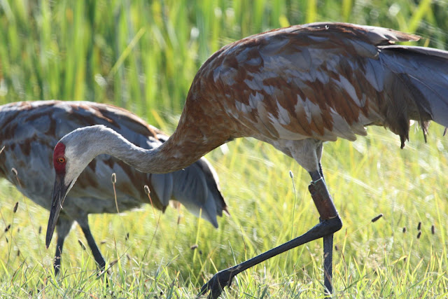 Crane wallpaper,crane images,crane photo,cute crane,beautiful crane,cranes,the crane,the cranes,crane birds,crane,birds,birds picture,about birds,birds images birds photo,birds picture,flying crane,animation crane,crane stand green grass,