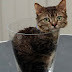 Самая маленькая кошка