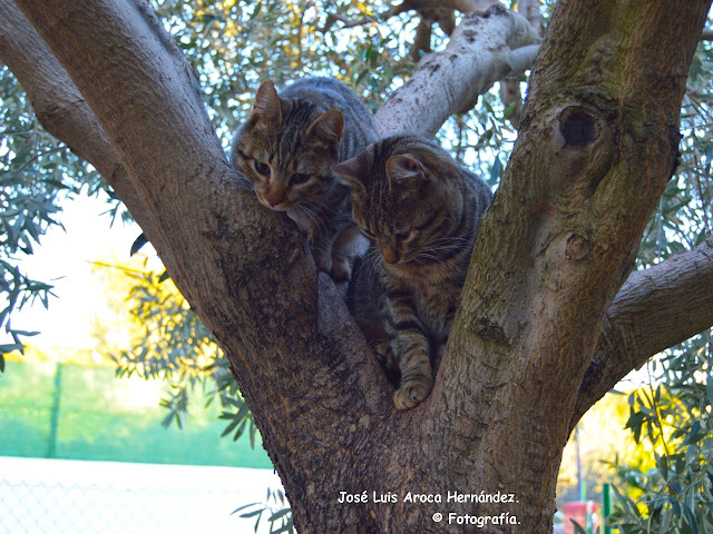Jardines del Real o Viveros.