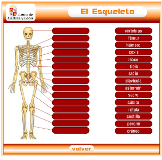 http://www.educa.jcyl.es/educacyl/cm/gallery/Recursos%20Infinity/juegos_jcyl/cuerpo_esq/esqueleto_plus.html