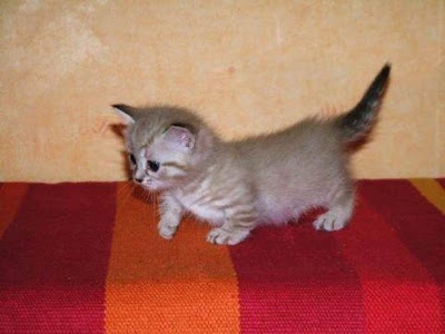 Munchkin Cats Seen On www.coolpicturegallery.us