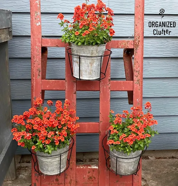 Photo of diascia orange plants in small buckets hanging on a dolly.