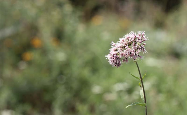 Joe-Pye Weed Flowers