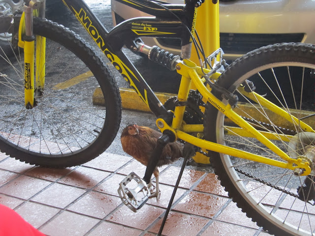 chiken,yellow bike,cute photo