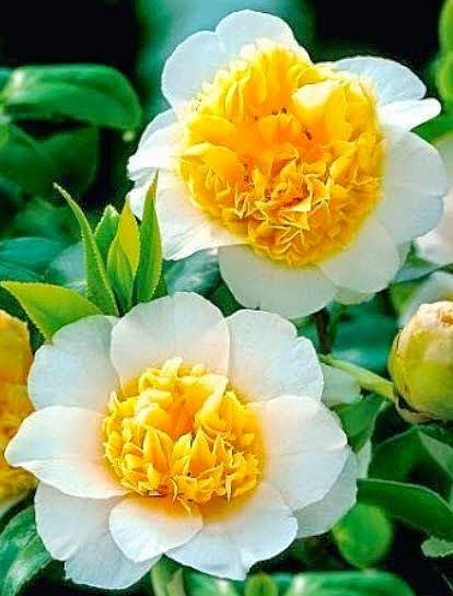 types of flowers for gardens Flower Camellia Japonica Yellow | 414 x 545