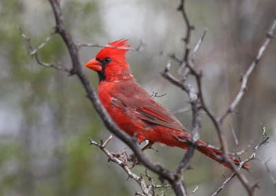 Photo of Northern Cardinal
