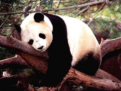 Animal Wallpaper 1024 768 - Panda Sleeping Hugging Branch