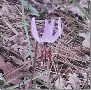 Henderson Fawn Lily up close