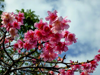石垣島のカンヒザクラ（寒緋桜）きれいです
