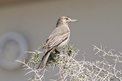 Gaucho común, Agriornis micropterus