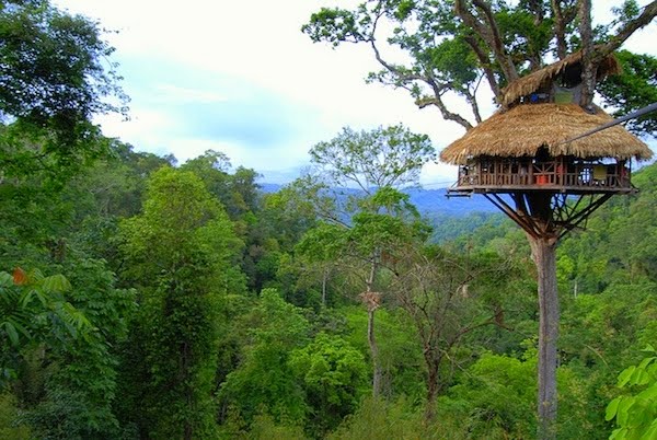 Rumah Pohon The Gibbon Experience Treehouses