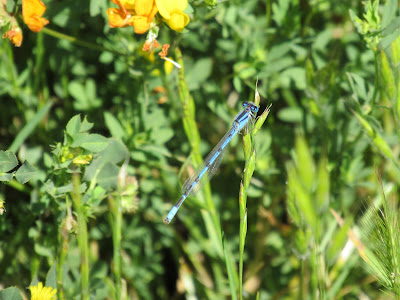 familiar bluet damselfly california dragonfly dragonflies photography blue damselflies identification
