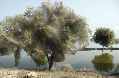 Trees Cocooned in Spiders Webs