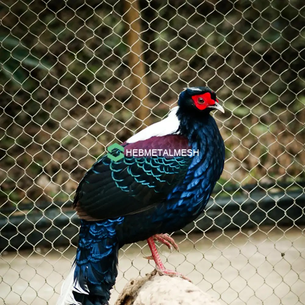 How Aviary Netting for Pheasant Bird Enclosure Helps Create a Safe and Secure