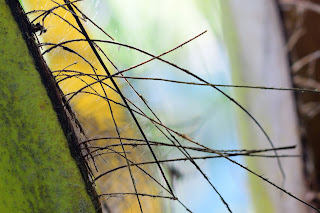 Coconut Tree Abstract