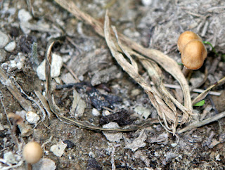 Wild mushrooms