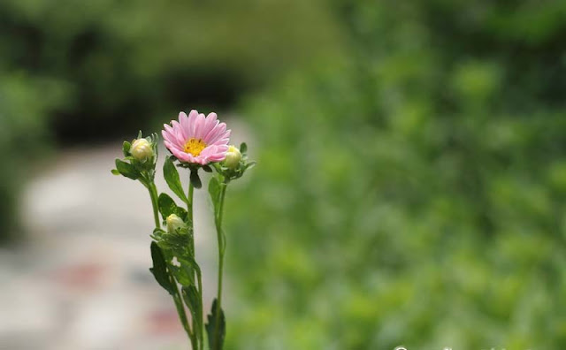 China Aster Flowers Pictures