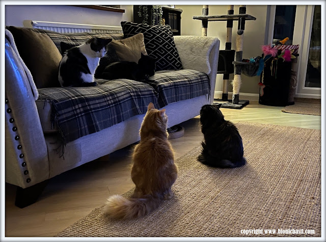 The BBHQ Midweek News Round-Up ©BionicBasil® The Monthly Meeting with Parsley, Pandora, Melvyn and Fudge.jpg