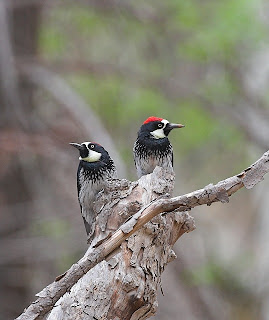 Woodpecker Acorn