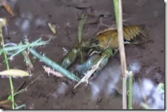 Signal Crayfish