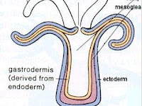 Pengertian Coelenterata Lengkap, Struktur, Sistem Organ, Ciri-ciri dan Klasifikasinya