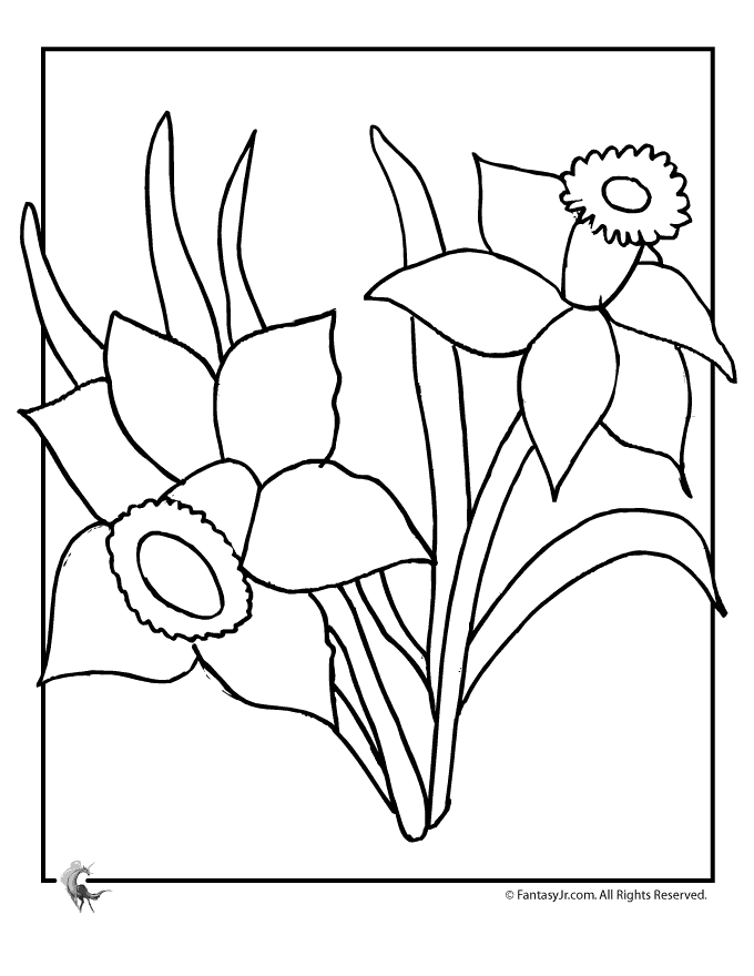 Daffodil Coloring Pages