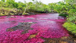 http://www.bbc.com/travel/slideshow/20140903-colombias-liquid-rainbow