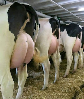 Las vacas no dan leche