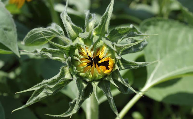 Sunflower Pictures