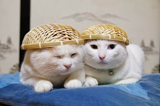 Kucing Anggora dan Persia Lucu