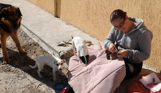 A sewing, with some "help"