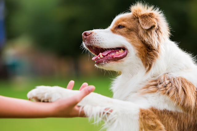 A happy Australian Shepherd dog shakes paw with their owner