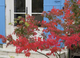 Acer Palmatum