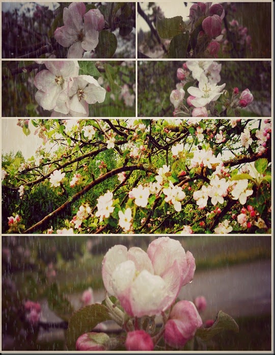 PicMonkey Collage5
