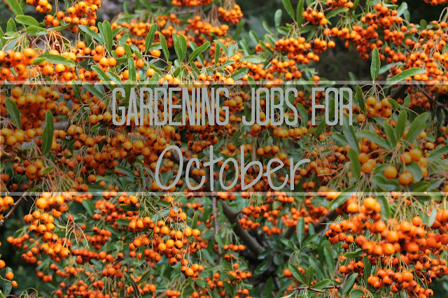 Gardening jobs for October UK