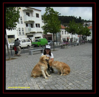 Golden Retriever in Monchique