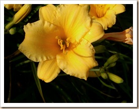 yellow flower
