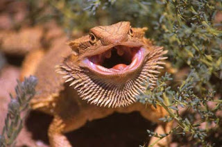 bearded dragon