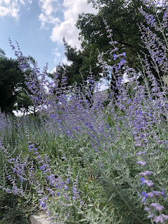 Tall stems of small purple flowers against a green field and a blue sky filled with clouds.