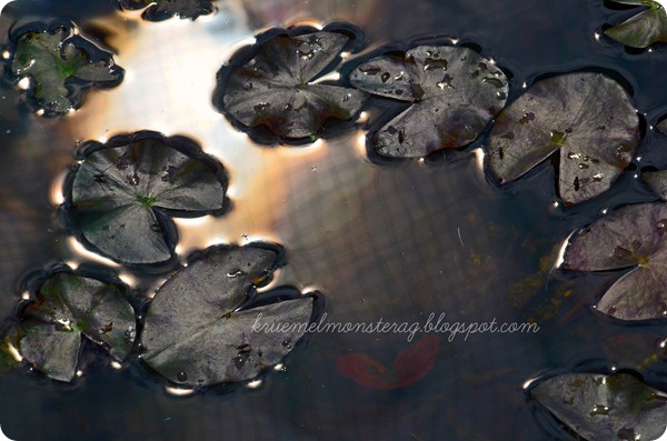 Pfingstsonntag (10)