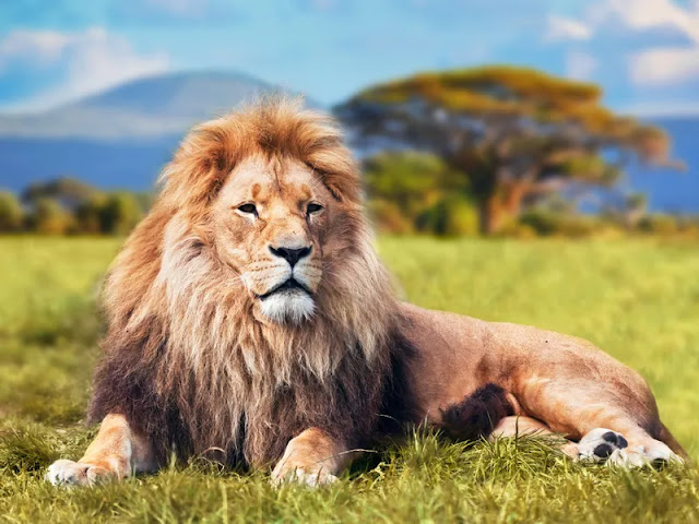Lions as Pets
