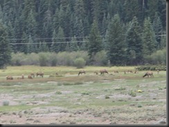 elk