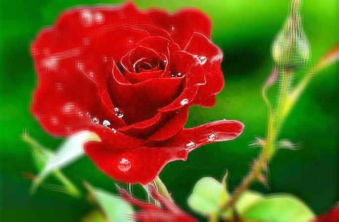  Makna  Bunga  Mawar  Merah Yang Perlu Diketahui