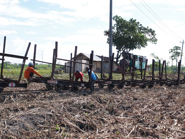 Buffalo Train at Sumberharjo