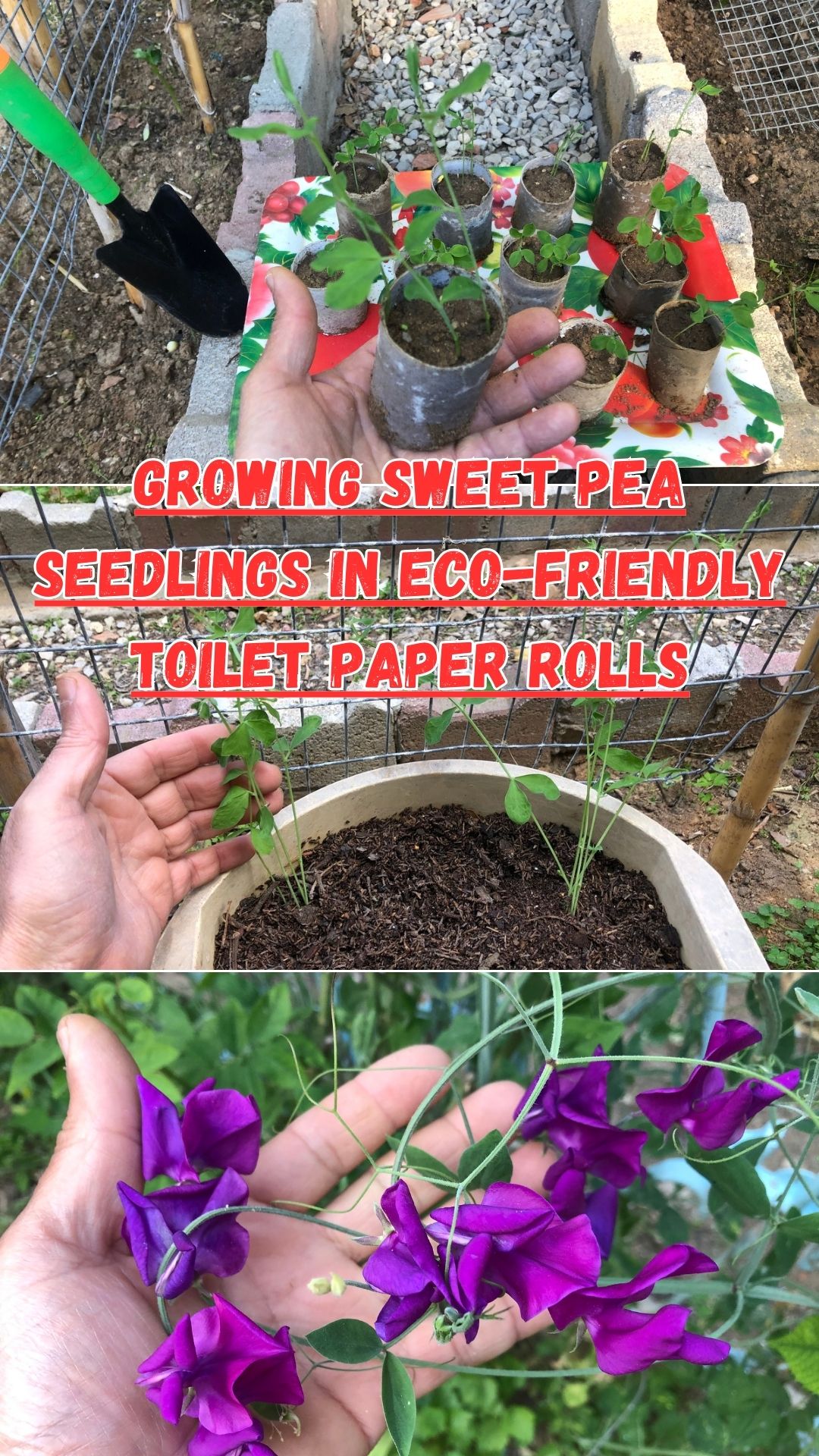 Embark on a journey of enchantment in the realm of gardening by watching our newest instructional video! Gain knowledge on how to cultivate sweet pea seedlings that were initially nurtured in environmentally friendly toilet paper rolls