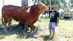  4 Ekor Sapi Peternak Polman Ikut Seleksi Hewan Kurban Presiden